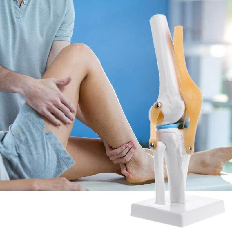 Modelo anatômico humano esqueleto flexível da articulação do joelho, anatomia do auxílio à aprendizagem médica
