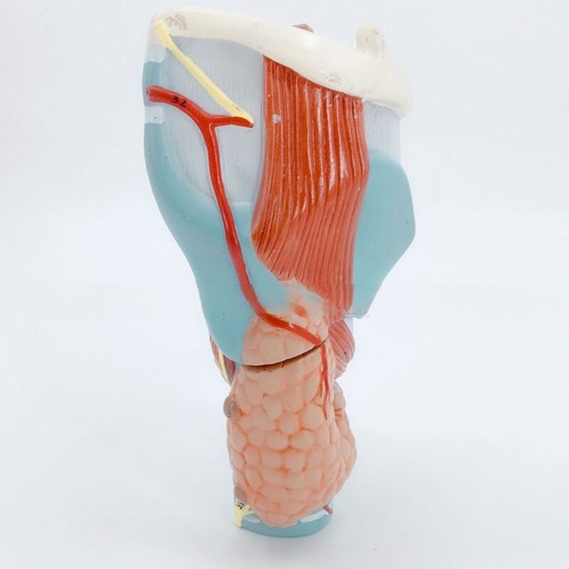 2x Model Anatomi Tenggorokan Manusia yang Diperbesar untuk Studi Penyakit, Model Anatomi Laring, Model Anatomi Tenggorokan, Alat