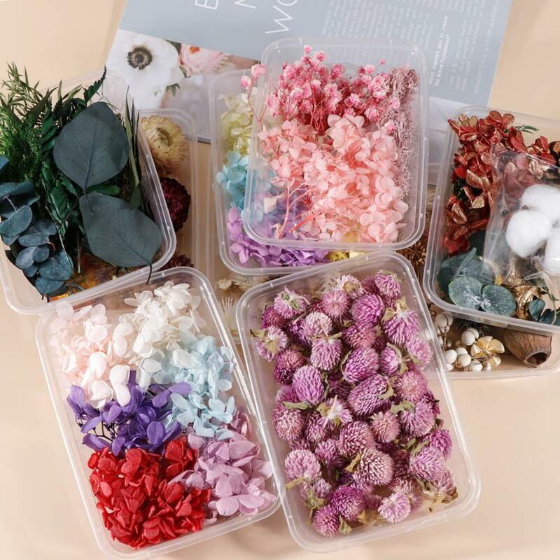 1 Box Preserved Flower  Popular Colorfast Natural DIY Preserved Flower  Vivid Art Dried Flower