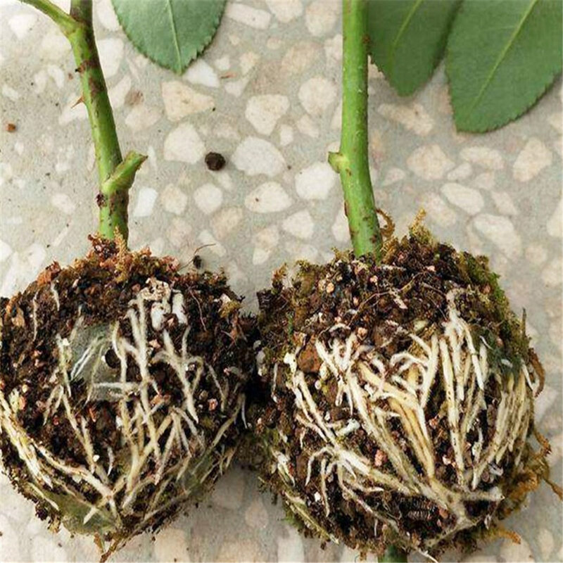 Perangkat akar tanaman bertingkat udara alat penumbuh bibit pohon buah taman bola akar