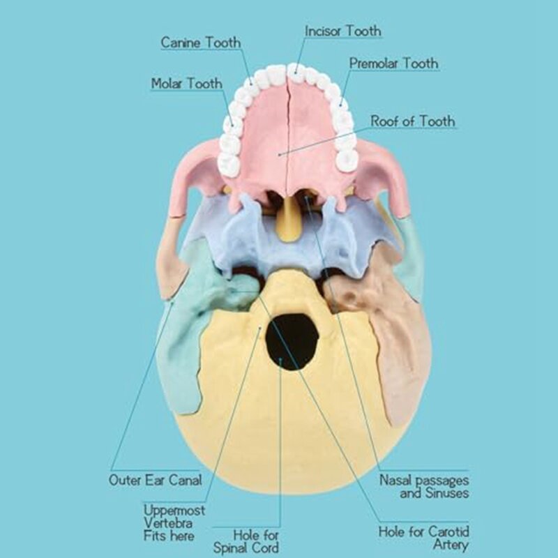Modèle de Crâne d'Anatomie Humaine, Puzzle, Mini Crâne Humain Amovible, pour Clinique Fuchsia