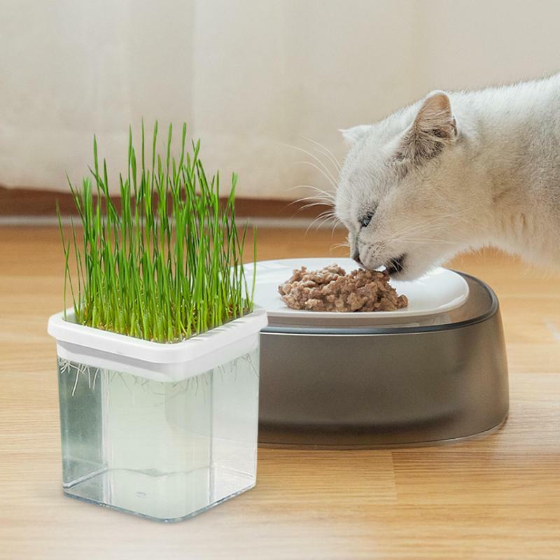 수경 고양이 잔디 화분, 토양 없는 고양이 식물 심기 상자, 수경 개박하 고양이 잔디 상자, 가정용 고양이 잔디 상자, 밀