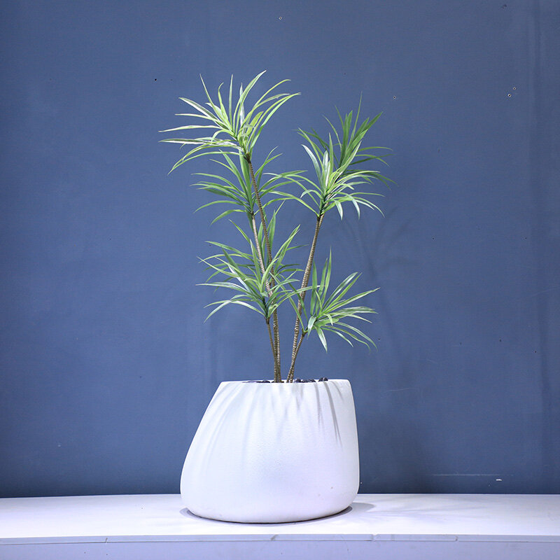 Millennium Madeira Anão Em Vaso De Planta, Vaso De Flores, Bonsai, Enfeites De Jardim, Paisagismo E Decking