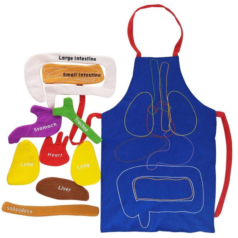 Tablier d'anatomie pour enfants, modèle de corps pour enfants, tablier transparent pour la sensibilisation aux organes du corps humain, jouet pour la maison, aide alth, fuchsia