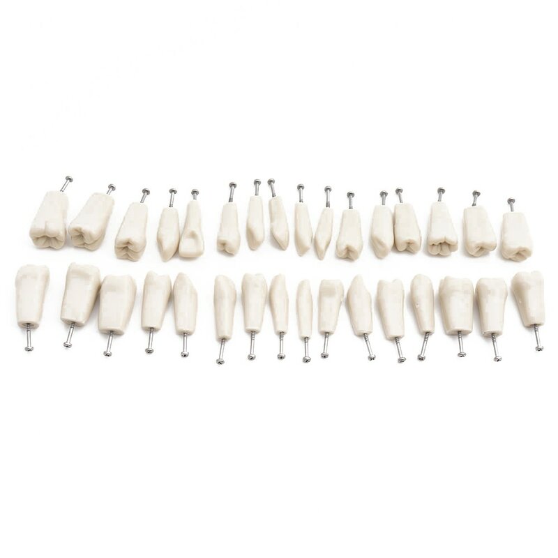 Modello dentale denti modello ADC tipo modello di insegnamento dentale modello di dente dimostrativo rimovibile 32 pezzi denti disponibili