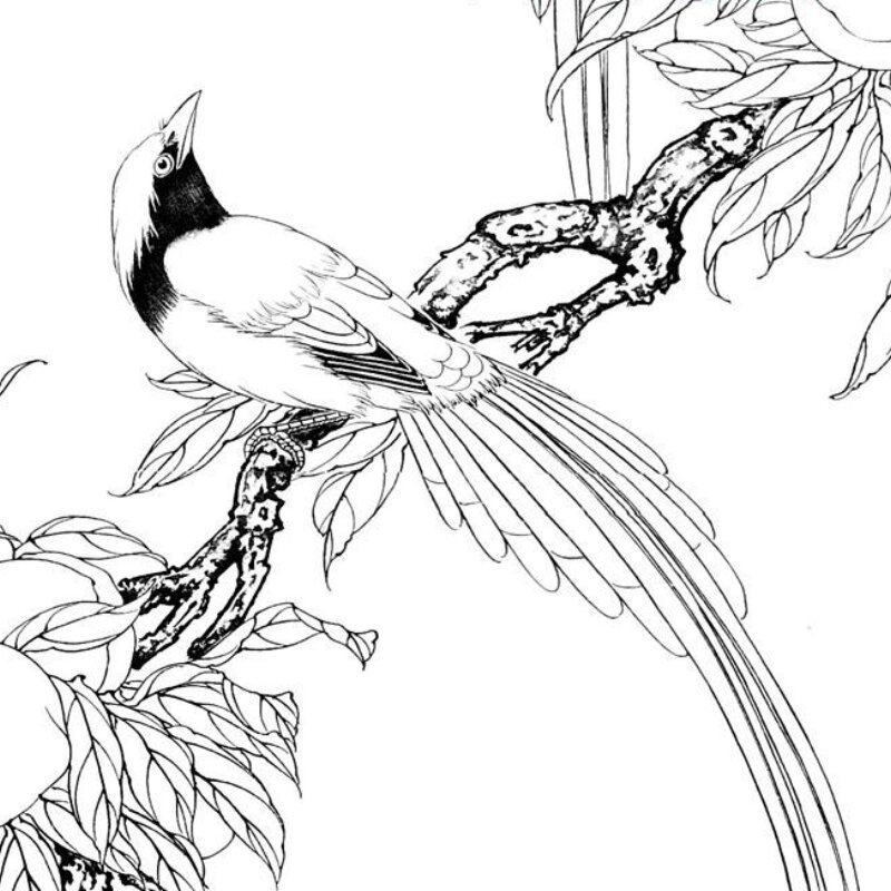 دقيق اللوحة طباعة خط الرسم مخطوطة البطيخ والفاكهة الطيور خط اللوحة الصينية التقليدية مشروع للمبتدئين نسخة