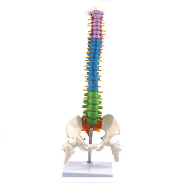 45cm mit Becken menschliche anatomische Anatomie Wirbelsäule Wirbelsäule Modell Lehr ressourcen für Studenten