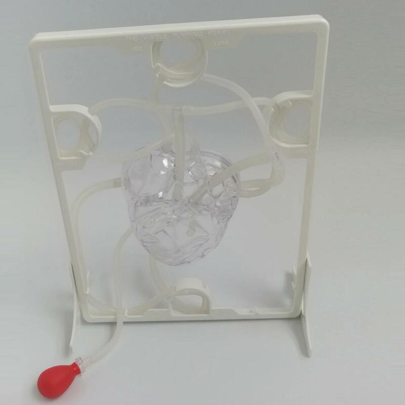 Modello di circolazione sanguigna strumento didattico per bambini giocattolo educativo esperimento scientifico forniture didattiche per studenti in classe