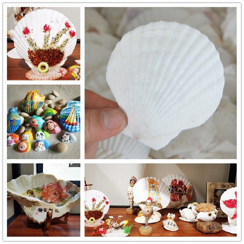 25 Stuks Natuurlijke Sint-Jakobsschelp, Speciaal Voor Handgemaakte Creatieve Diy Productie Handgemaakte Diy Creatieve Kleuring Shell