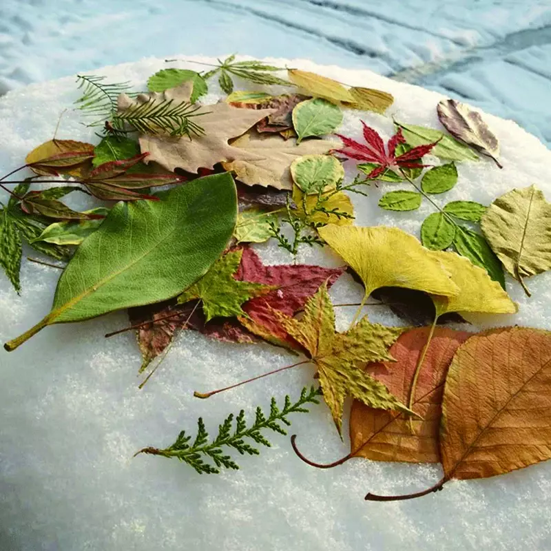40 pz (15 tipi) essiccazione natura foglie collezione fai da te mano natura decorazione foto foto campioni biologici fotografia puntelli