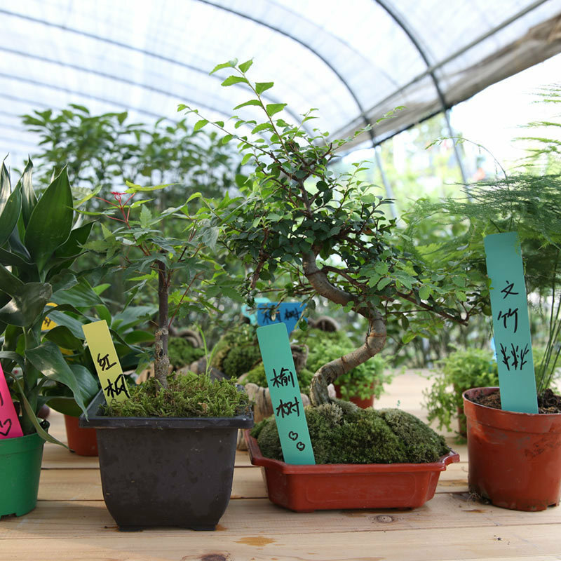 Ярлыки для комнатных растений, 5 см, бирка с именем бонсая, пластиковые многоцветные наклейки для детского сада, цветов, горшков, растений, украшения