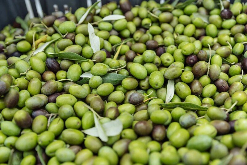 Gasoline olive Harvest Harvesting Picking Shaking Beating Machine Jujube Walnut Nuts Apricot Shaker Harvester Picker Machine