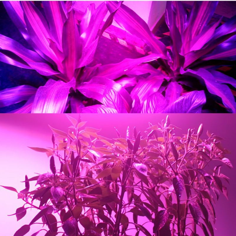 Puce LED ca 220V 110V 100W 70W 50W COB, lampe de croissance pour plantes, sans soudure, tente légère, phytolampe à spectre complet
