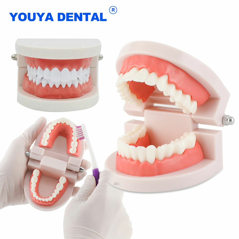 Typodont Demonstration Denture Model, Modelo Dentes Padrão, Material de Laboratório de Odontologia para Ensino, Learning Clinic Instrument, Adulto