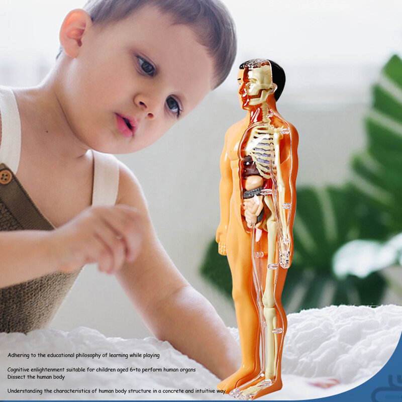 Cognitieve Wetenschap Mannequin Verwijderbare Emulationele Mannequin Voor Kinderen