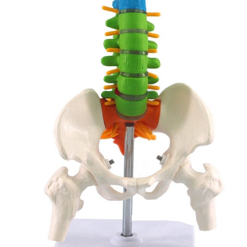 Colonne vertébrale pour étudiants, anatomie humaine pelvienne, modèle de colonne vertébrale, ressources fuchsia, 45cm
