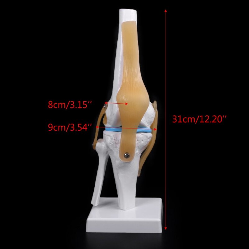 Menschliches anatomisches Kniegelenk, flexibles Skelettmodell, medizinische Lernhilfe, Anatomie