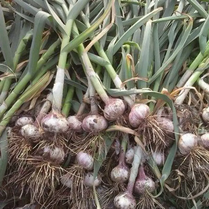 Le verdure del gambo di aglio promuovono l'allungamento del gonfiore dell'elemento in tracce fertilizzante fogliare giardino crescita delle piante raccolto fattoria