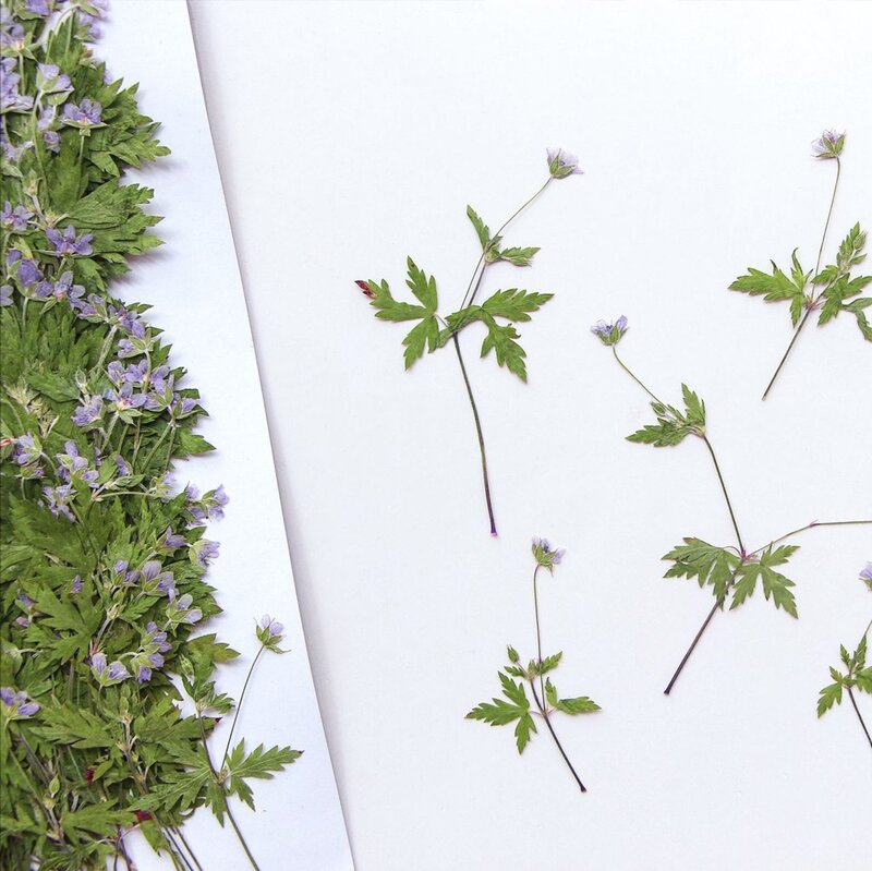 60 buah ditekan kering geranium wilfordii batang daun bunga Herbarium Resin epoksi kartu perhiasan bingkai pembatas buku casing ponsel lampu rias
