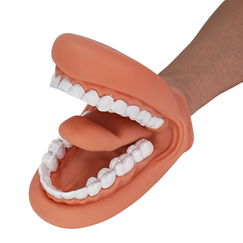 音声療法,歯科医,教育学習リソース,子供の教育モデルのための傾斜口と手の形をしたペット