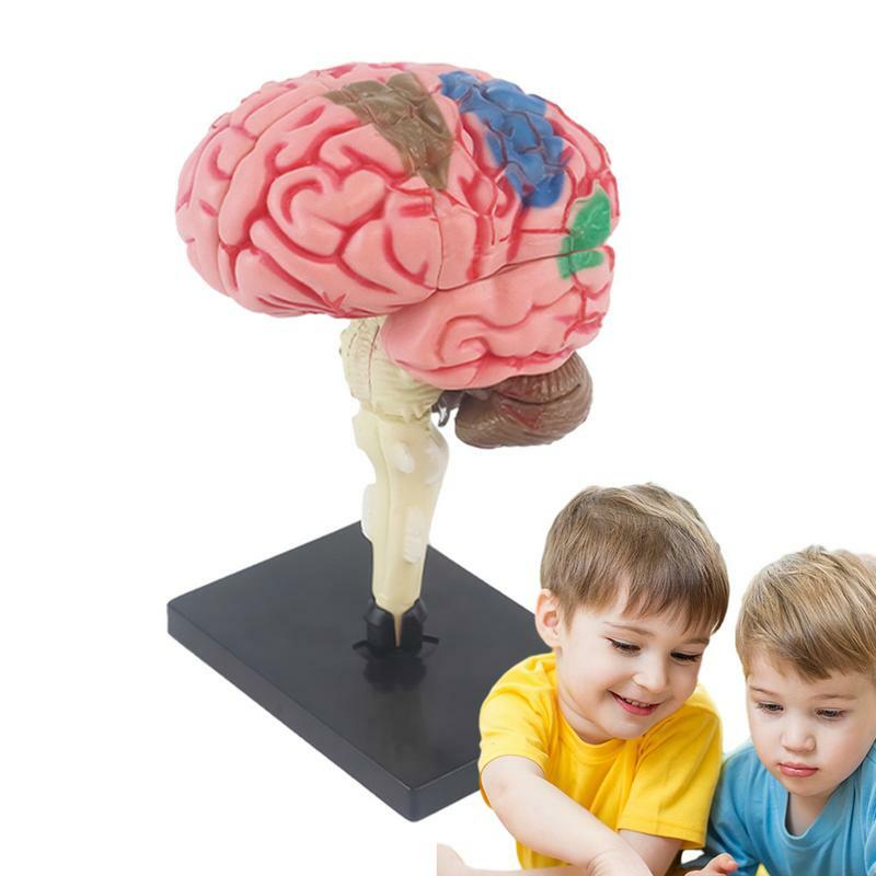 Модель мозга для обучения психологии, Модель средней анатомии с цветовым кодом дисплея для определения функций мозга