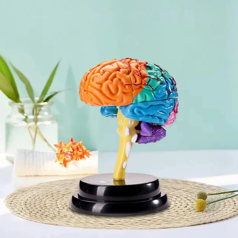 Gehirn menschliches Modell Anatomie Werkzeug Gehirn funktionen Modell pädagogisches Spielzeug anatomisches Modell für Schule Lehrbüro genau