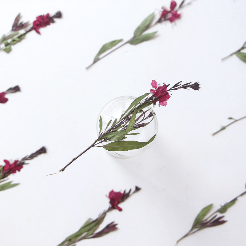 24pcs Pressed Dried Gaura lindheimeri Flower Stem Herbarium Jewelry Postcard Bookmark Frame Phone Case Face Makeup Lamp Card DIY