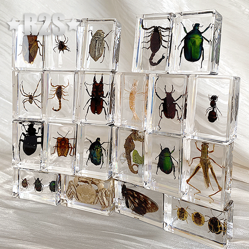 Collection de spécimen d'insectes en résine, Paperfriend, Arachnid, Spec, accessoires, décoration de la maison, aléatoire, lot, 10 pièces