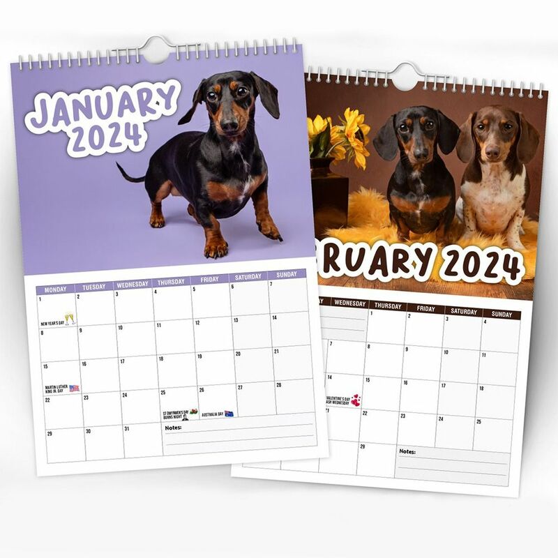 Calendario de Dachshunds descarado de papel 2024, regalos de Año Nuevo, calendario colgante, decoración de pared, planificación de tiempo, calendario de pared