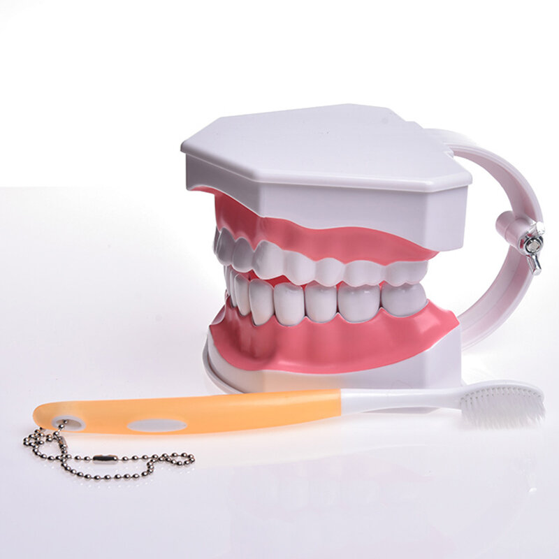 JINGT-modelo de dientes dentales, herramienta de práctica de odontología falsa, para enseñanza Oral, ejercicio cognitivo