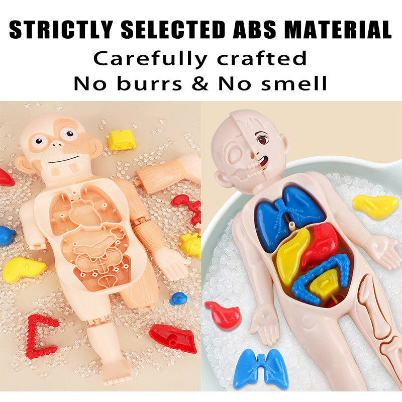 Manichino 3d Kid modello di anatomia Montessori organo di apprendimento educativo assemblato giocattolo organo del corpo strumenti cognitivi