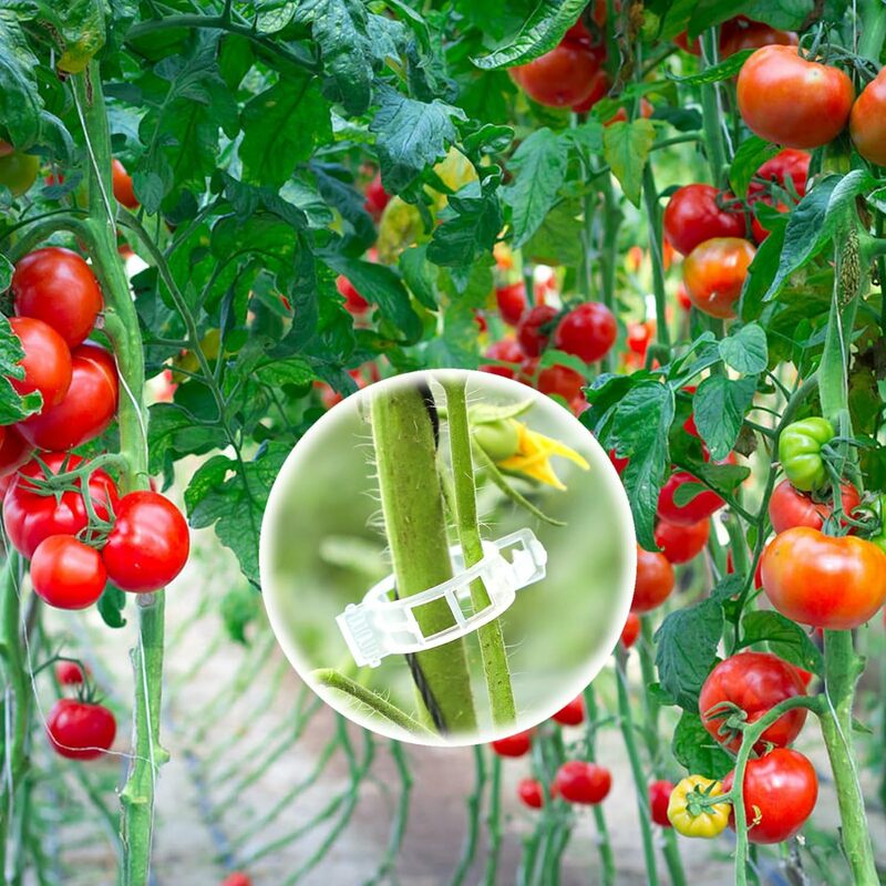 50-100Pcs Tomato Clips Plant Clips Vines Plastic Trellis Clips - Support Clips for Climbing Plants Cucumbers Peppers Vegetables