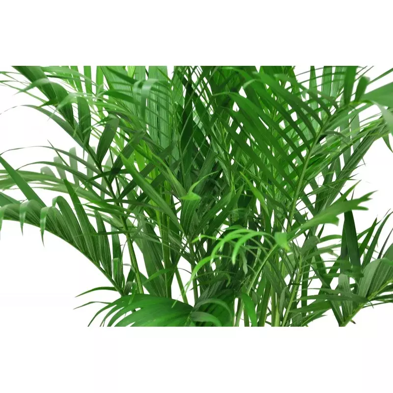 Gospodarstwa mieszkają w pomieszczeniach 32in. Wysoka zielony kot palma; Jasne, pośrednie światło słoneczne roślina w 10 cali. Garnek dla hodowców