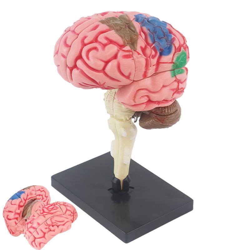 Modelo de cerebro para la Psicología, modelo anatómico con Base de pantalla codificada por colores para identificar las funciones del cerebro, modelo de anatomía de enseñanza