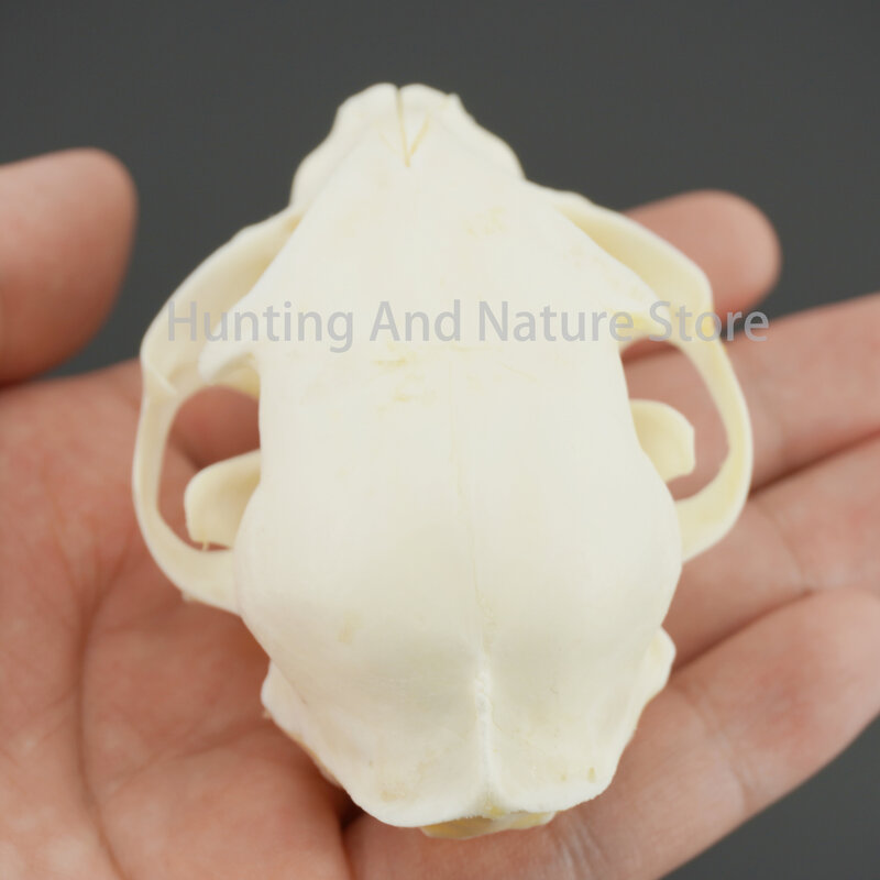 1/5/10Pcs Exquisite Collection of Real Skull Animal Bones for Craft, Home Decor, Specimen Collectibles Study, Special Gifts DIY