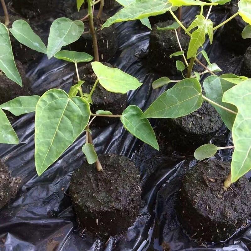 30mm Sämling keimung Boden blöcke Sämling Nährstoff blöcke komprimiert Torf Boden Pellets zum Anpflanzen von Garten bedarf