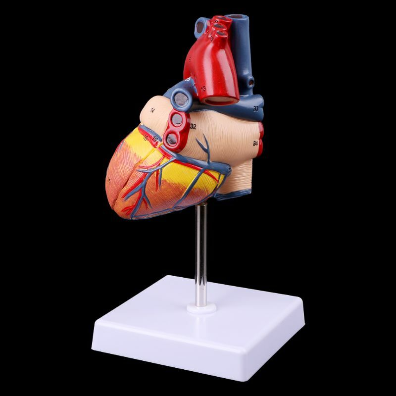 Modelo anatômico coração humano desmontado, ferramenta ensino medicina