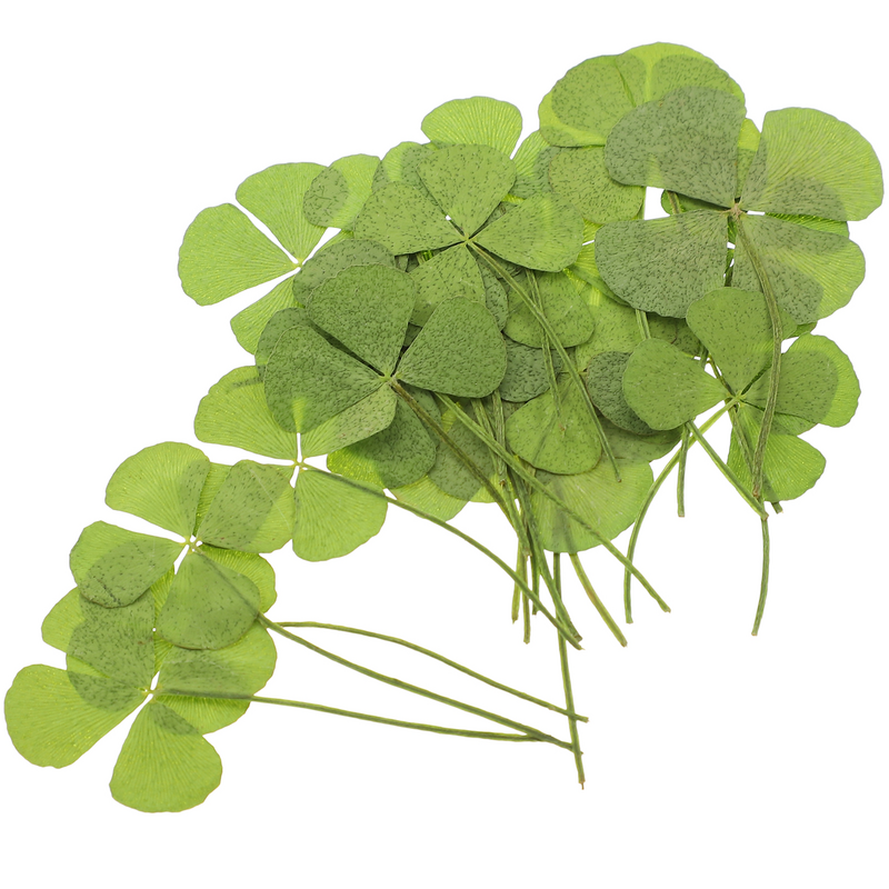 24pcs Natural Pressed Dried Flowers Four- Leaf Leaf Four- Leaf Clovers Real Dried Pressed Flowers Dried Pressed Flowers for