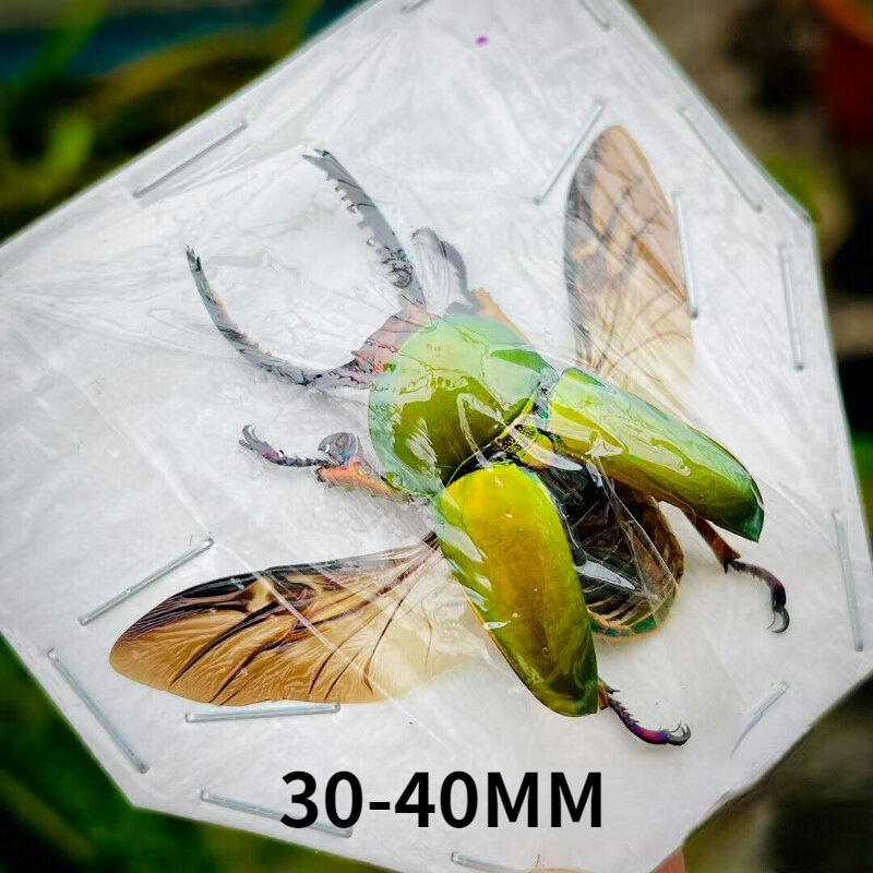 Lamprima SCE Phinae aime collecter de vrais insectes, petits ornements de bricolage, accessoires de photographie, décoration d'intérieur