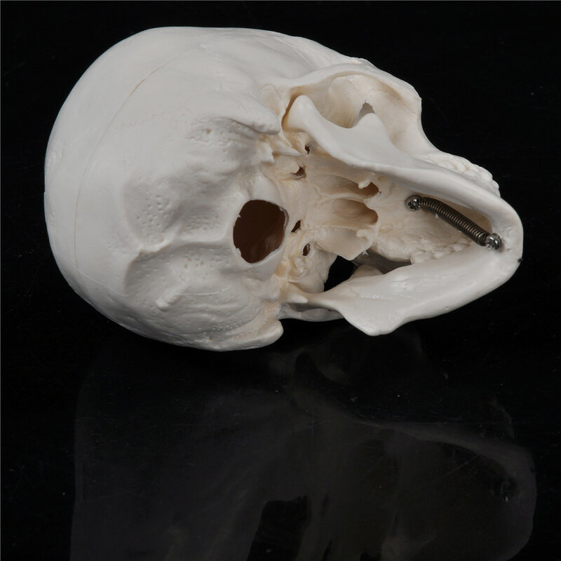 جمجمة رأس الإنسان المصغرة ، نموذج التدريس الطبي ، التشريحية ، مريحة
