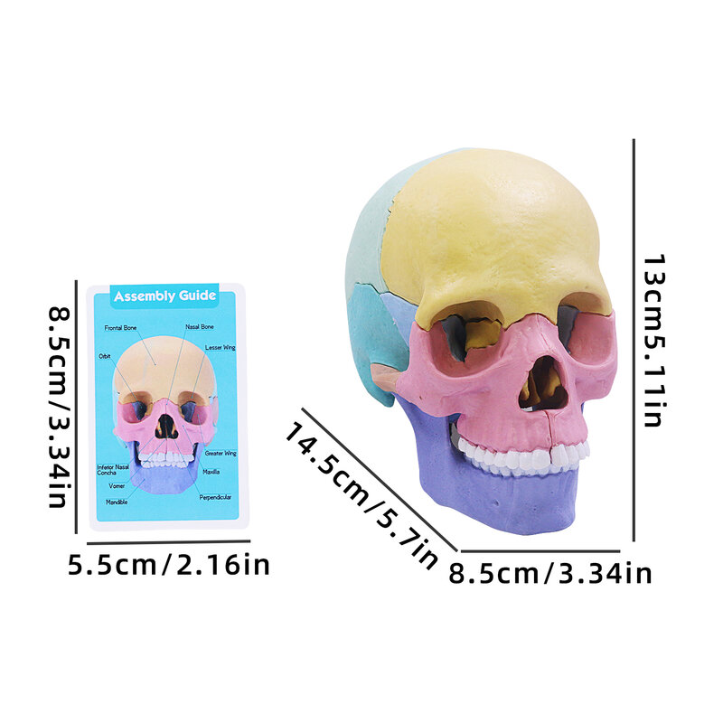 Modèle de crâne d'anatomie pour enfants, puzzle en 17 parties, mini modèle de crâne médical humain avec cartes flash