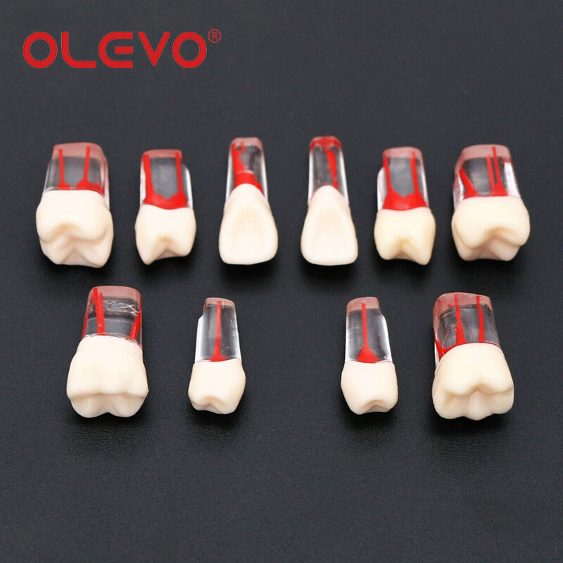 OLEVO-الأسنان الأسنان الجذر قناة اللب الملفات ، كتل اللبية ، نموذج الراتنج واضحة ، مواد طب الأسنان ، 10 أحجام ، M8006