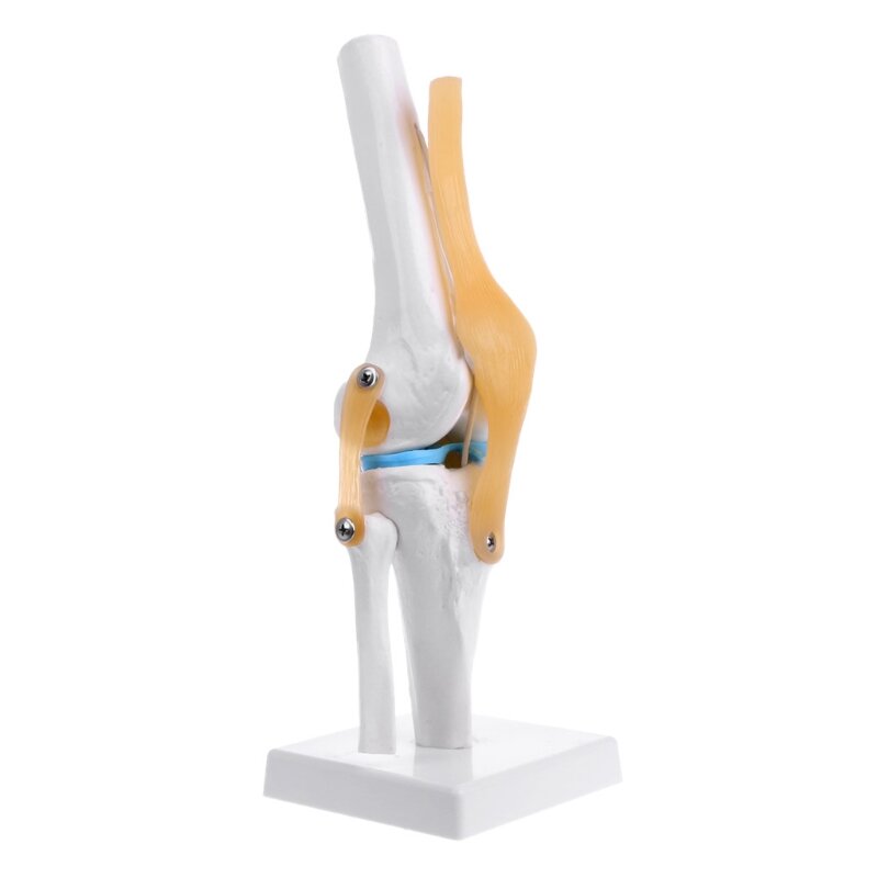 Modèle squelette Flexible d'articulation du genou anatomique humain, aide à l'apprentissage médical, anatomie