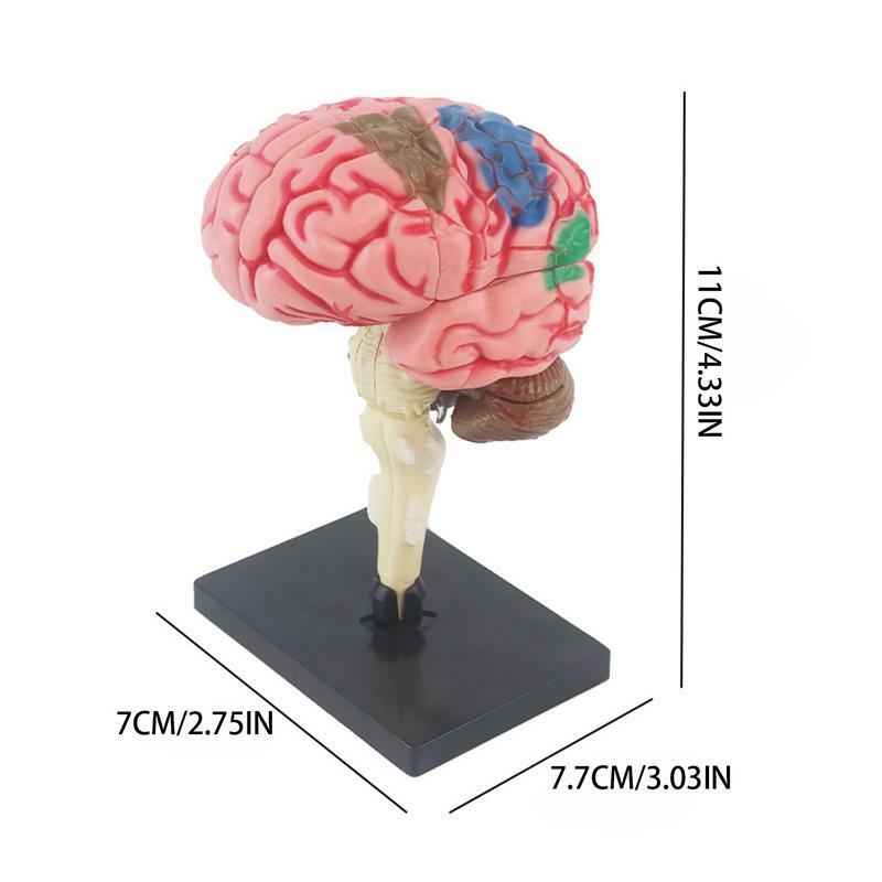 Modelo cerebral e anatômico com base de exibição, codificado por cores para identificar funções cerebrais, ensino DIY