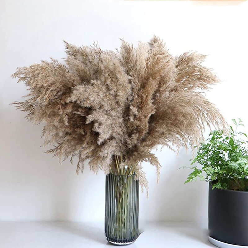 10Pcs Dried Natural Pampas Grass Branch Real Reed Office Bookshelves Living Room Balcony Garden Decoration Photography Props