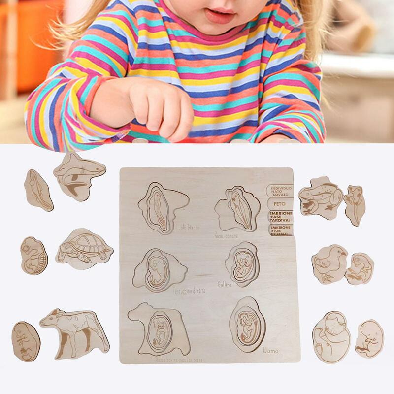 Wooden Learning Early Educational Toy Science Teaching for Kids