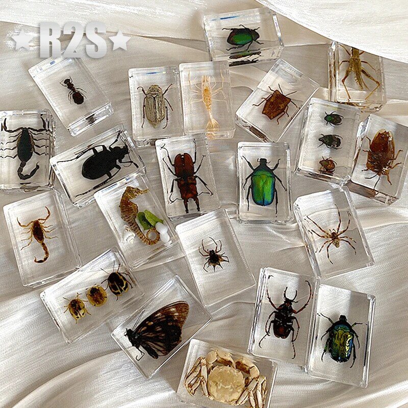 Collection de spécimen d'insectes en résine, Paperfriend, Arachnid, Spec, accessoires, décoration de la maison, aléatoire, lot, 10 pièces