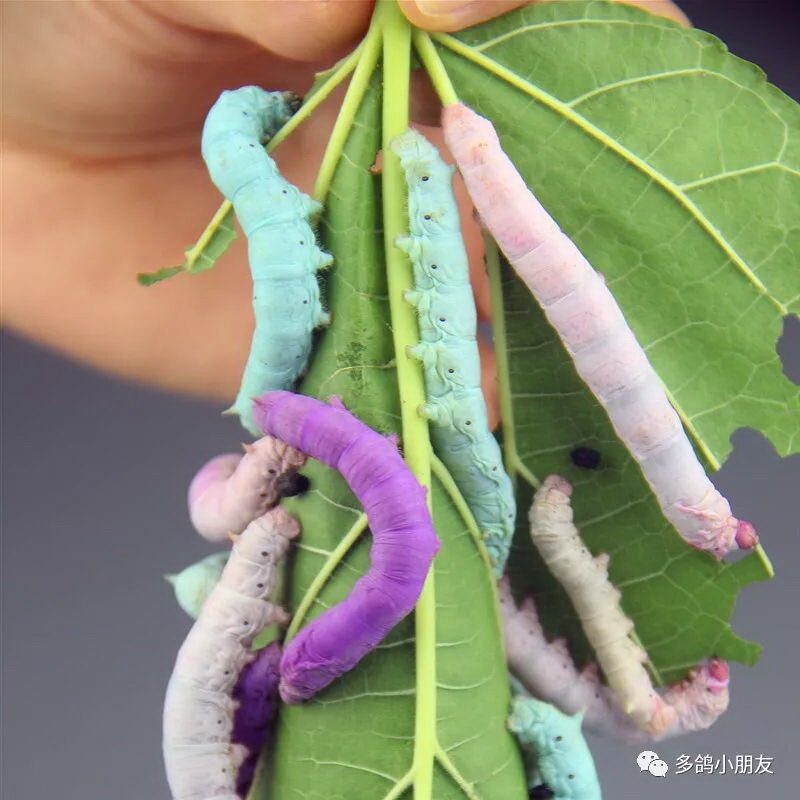 100 Pcs/Lot New Colorful Silkworm Seeds Seed Multicolor Mulberry Feeding Silkworms Eggs Egg High Hatchability Science Toys Funny