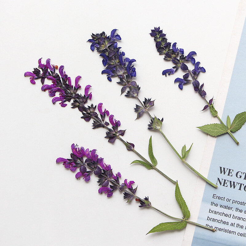 60pcs Pressed Dried Lavender Leaf Flower Herbarium For Resin Epoxy Jewelry Card Bookmark Frame Phone Case Makeup Lamp DIY