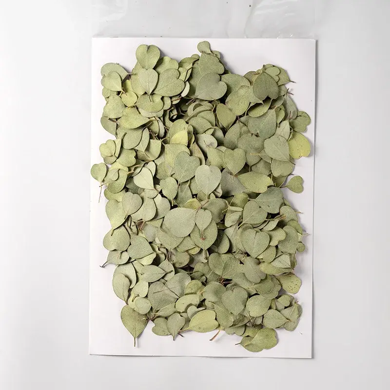 Feuille d'eucalyptus en forme de cœur, 2.5-4cm/12 pièces, feuilles pressées à fleurs sèches naturelles, cire d'aromathérapie manuelle, signet de noël pour mariage
